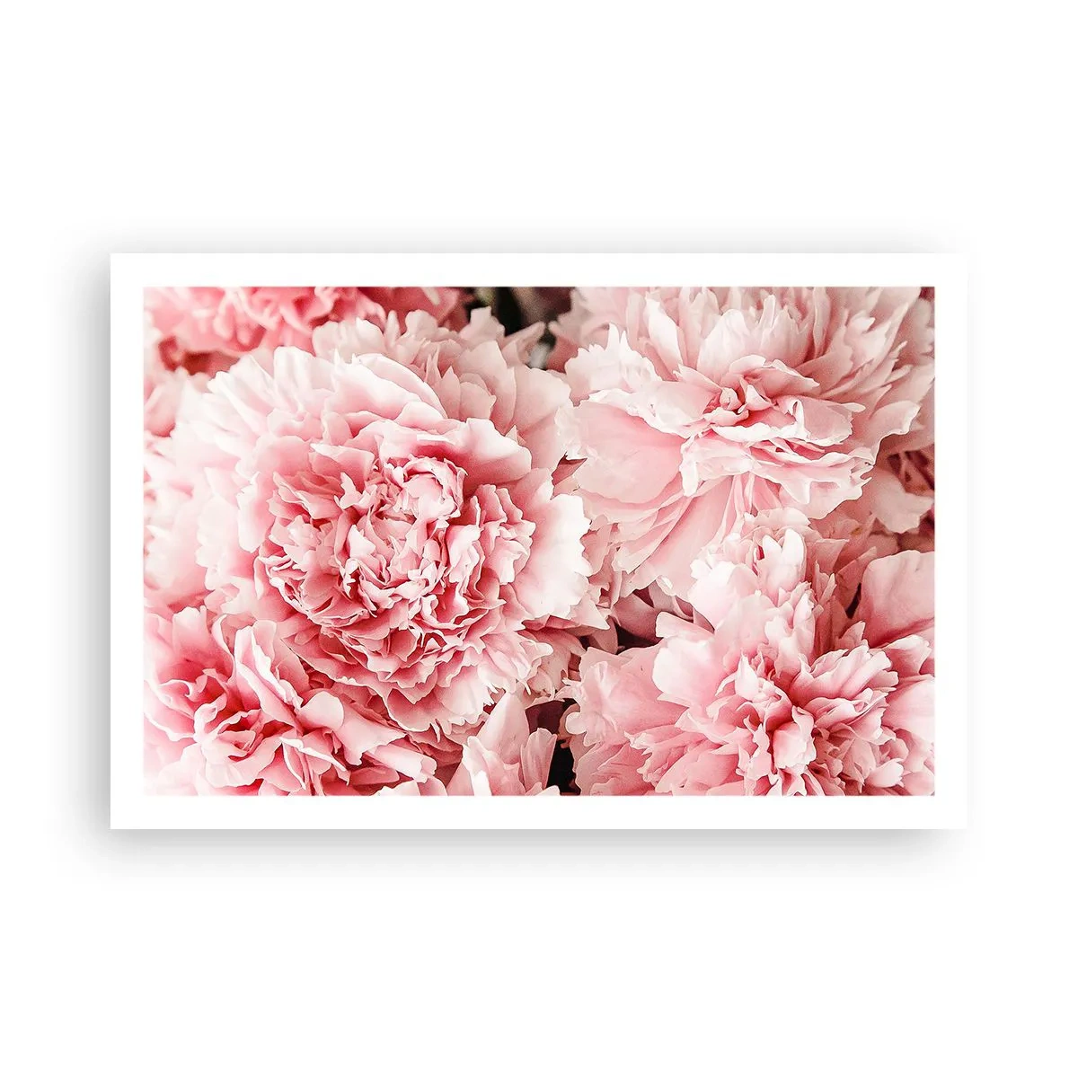 Poster - Sogno rosa - 91x61 cm