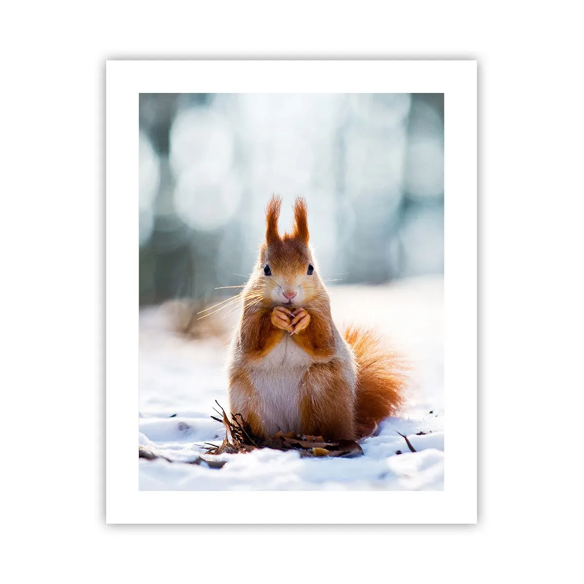 Poster - Che cosa guardi? - 40x50 cm