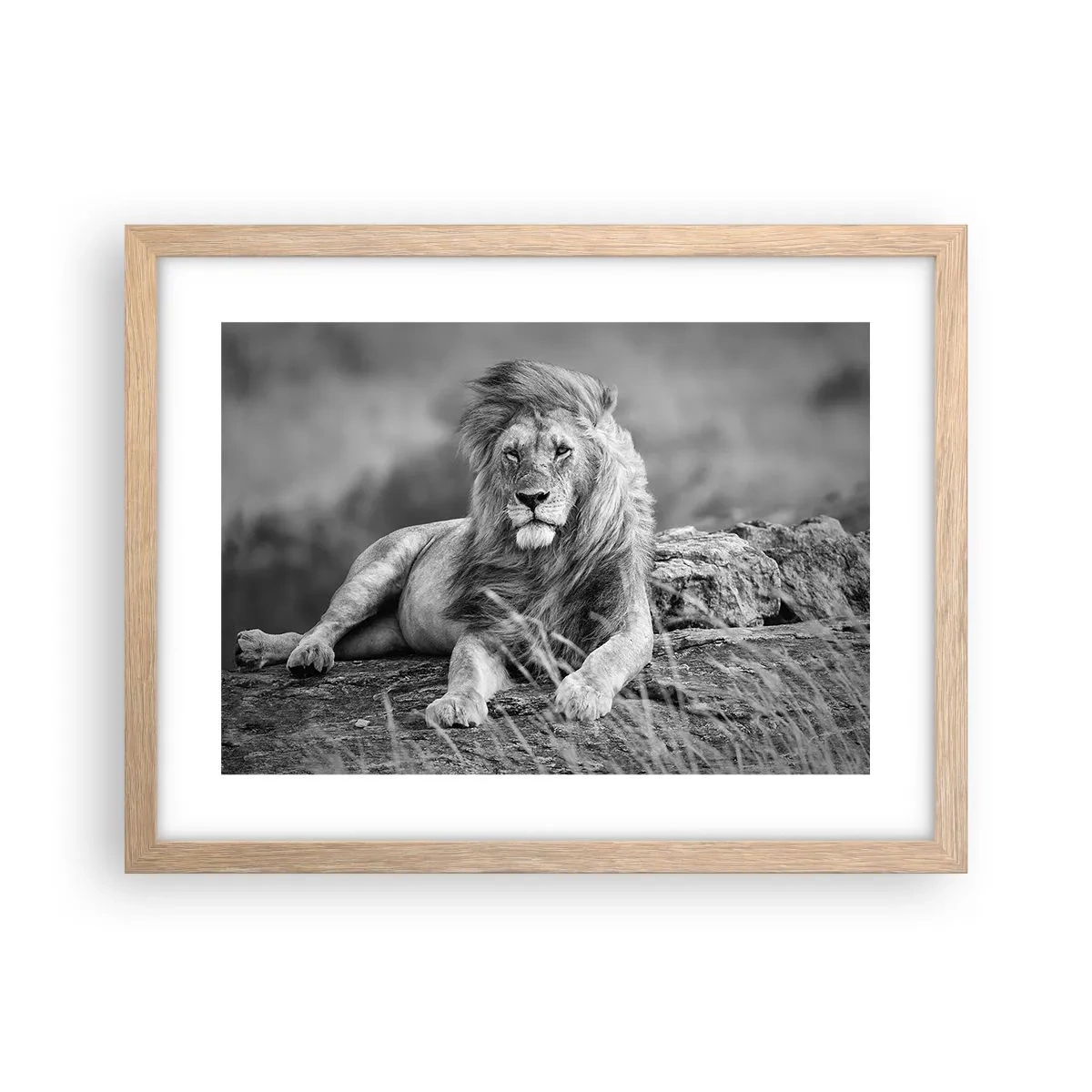 Poster in cornice rovere chiaro - La siesta del re - 40x30 cm