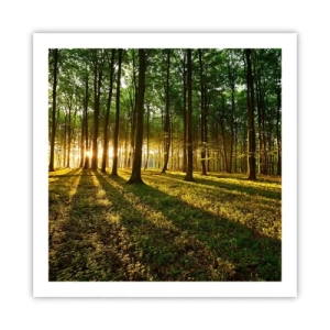 Poster - La foto di ogni primavera - 60x60 cm