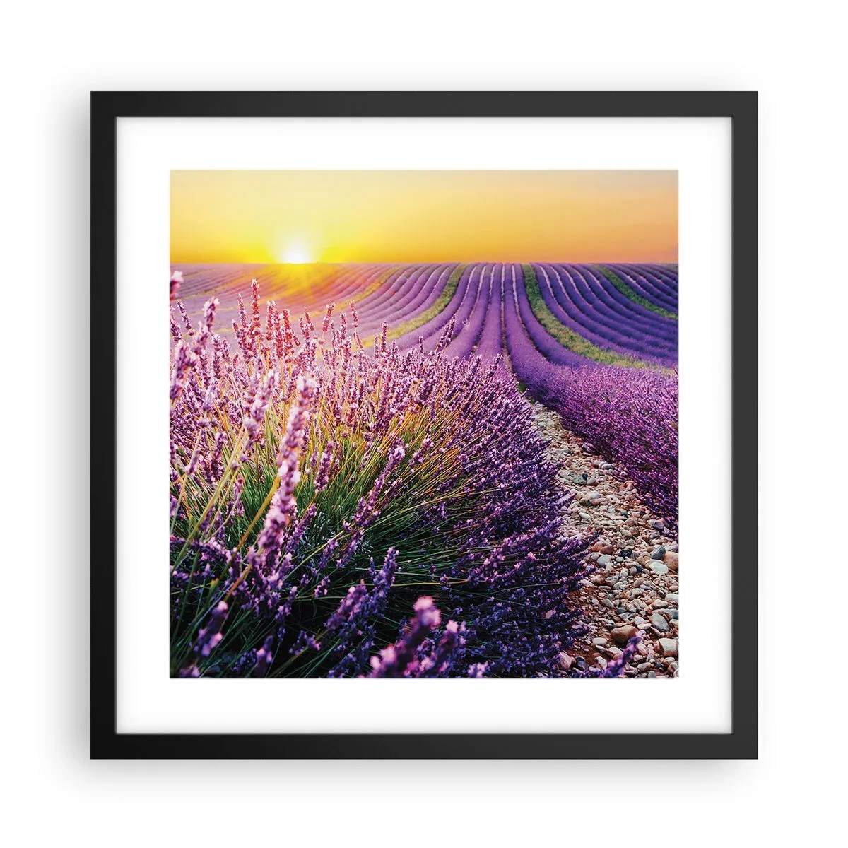 Poster in cornice nera - Campo profumato - 40x40 cm
