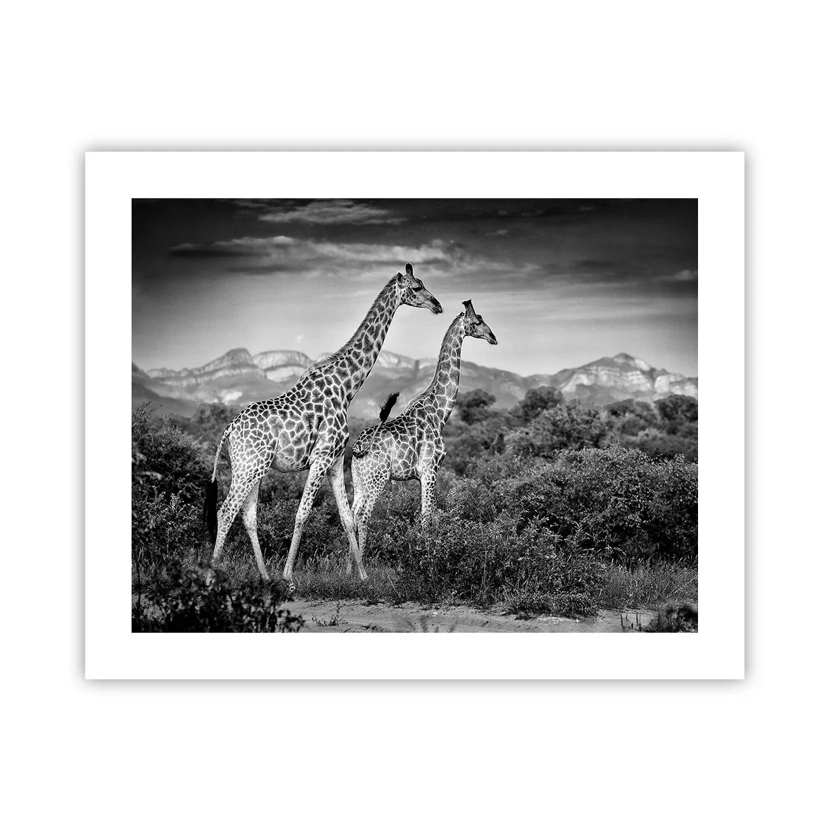 Poster - Alta classe in Africa - 50x40 cm