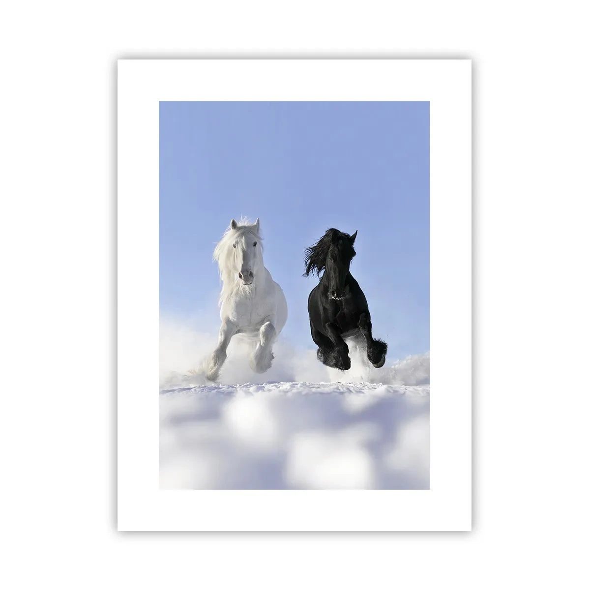 Poster - Galoppo in bianco e nero - 30x40 cm