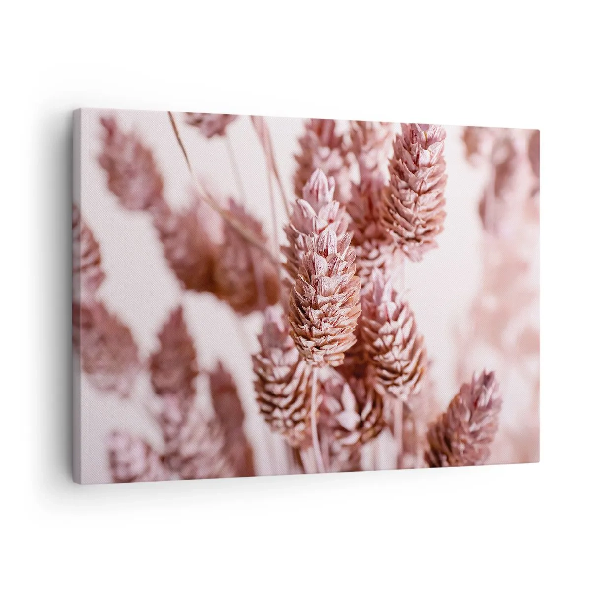 Quadro su tela - Stampe su Tela - Un primo piano delle delicate spighe rosa delle erbe ornamentali - 70x50cm - A prima vista poco appariscenti - Decorazione murale moderna per soggiorno e camera da letto ARTTOR