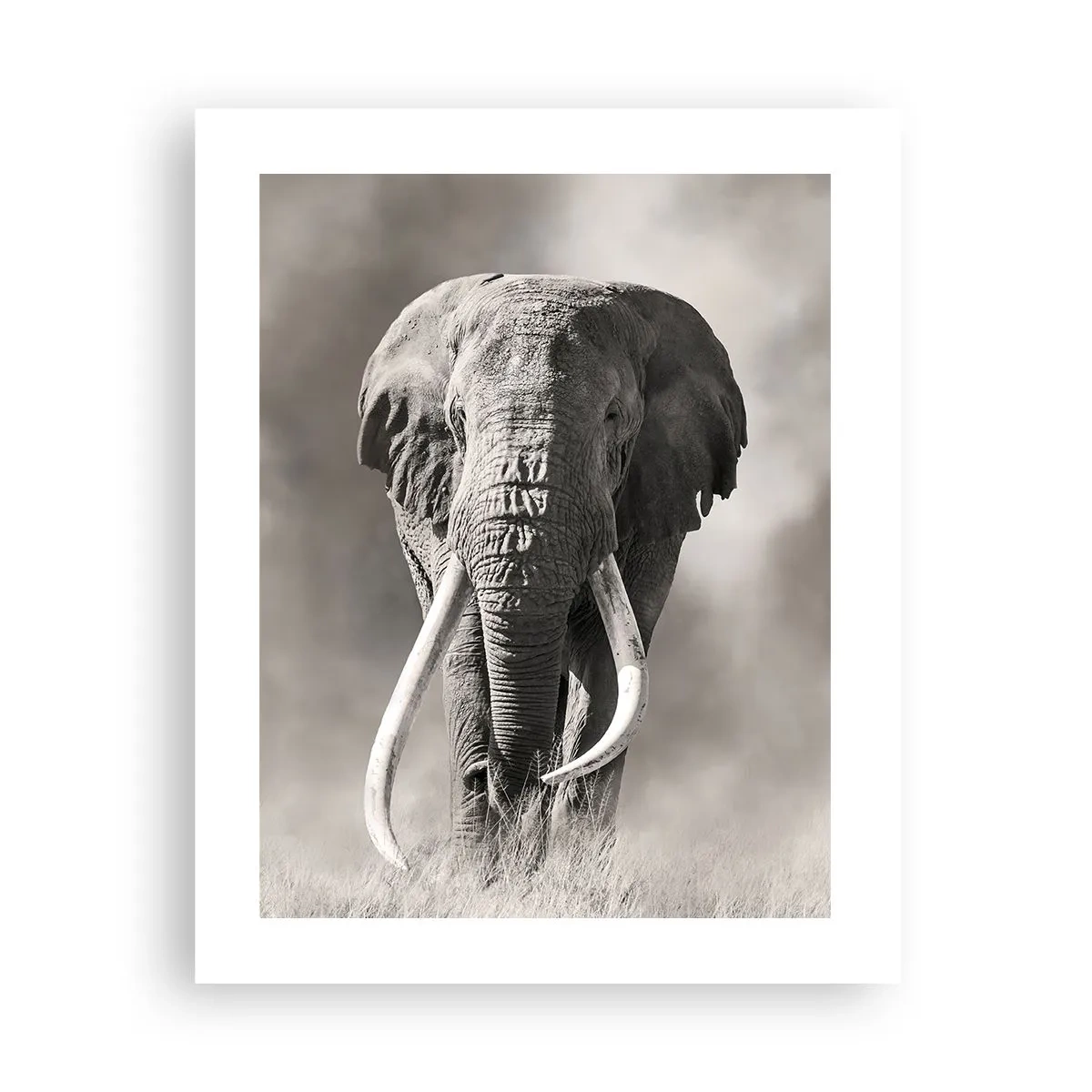 Poster - Patriarca africano - 40x50 cm