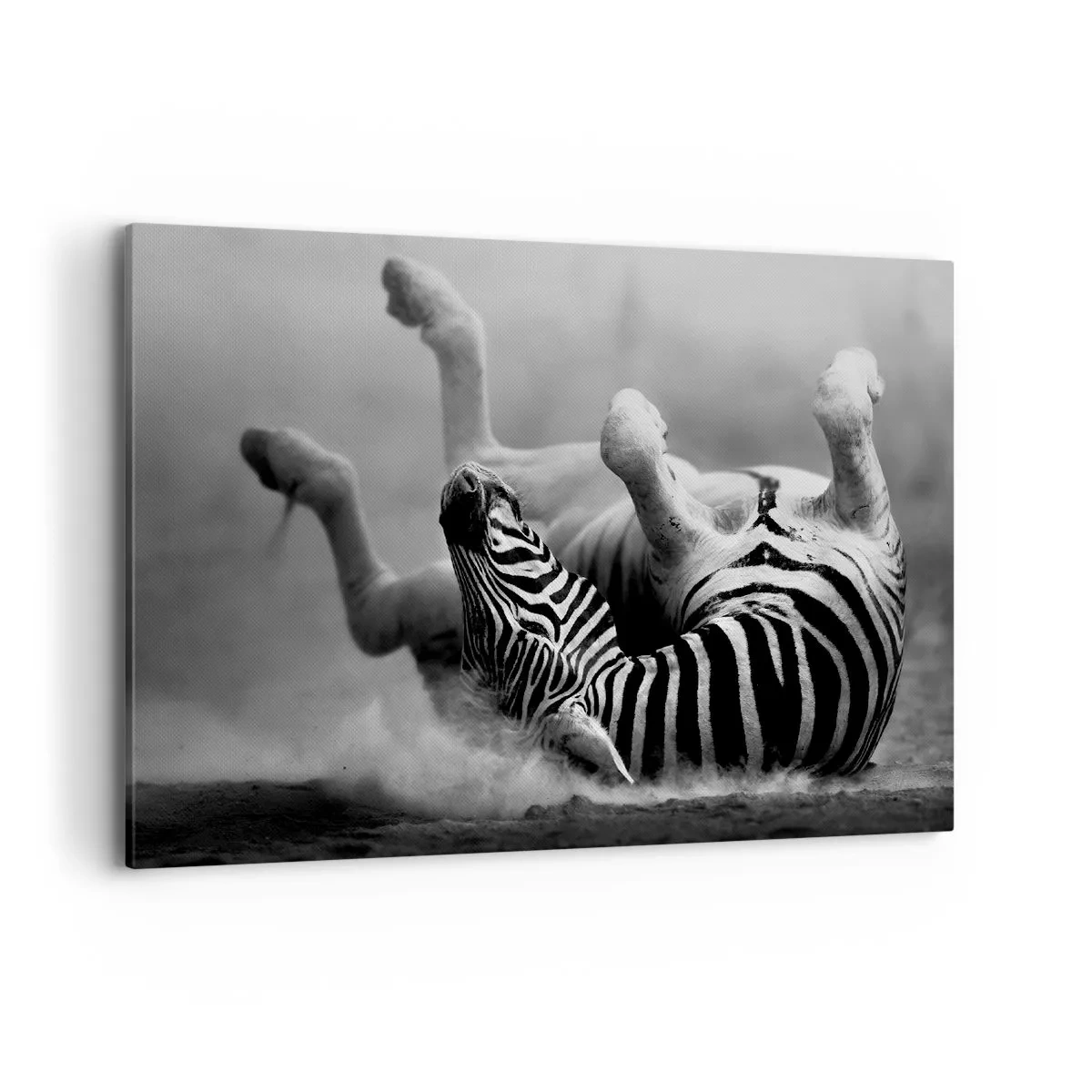 Quadro su tela - Stampe su Tela - Una zebra bianca e nera che rotola nella sabbia - 100x70cm - Morire dal ridere - Decorazione murale moderna per soggiorno e camera da letto ARTTOR