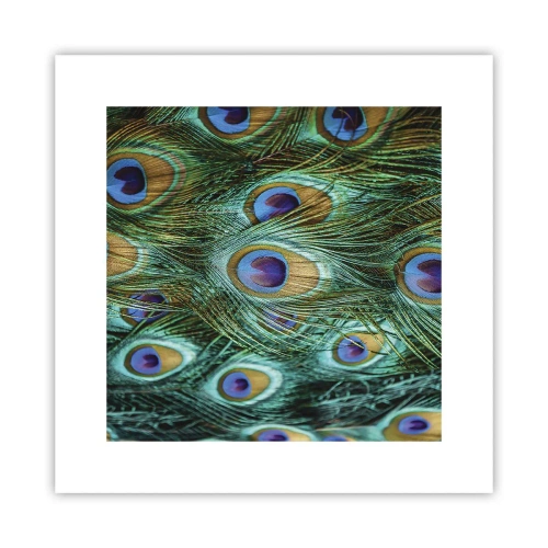 Poster - Lo sguardo del pavone - 30x30 cm