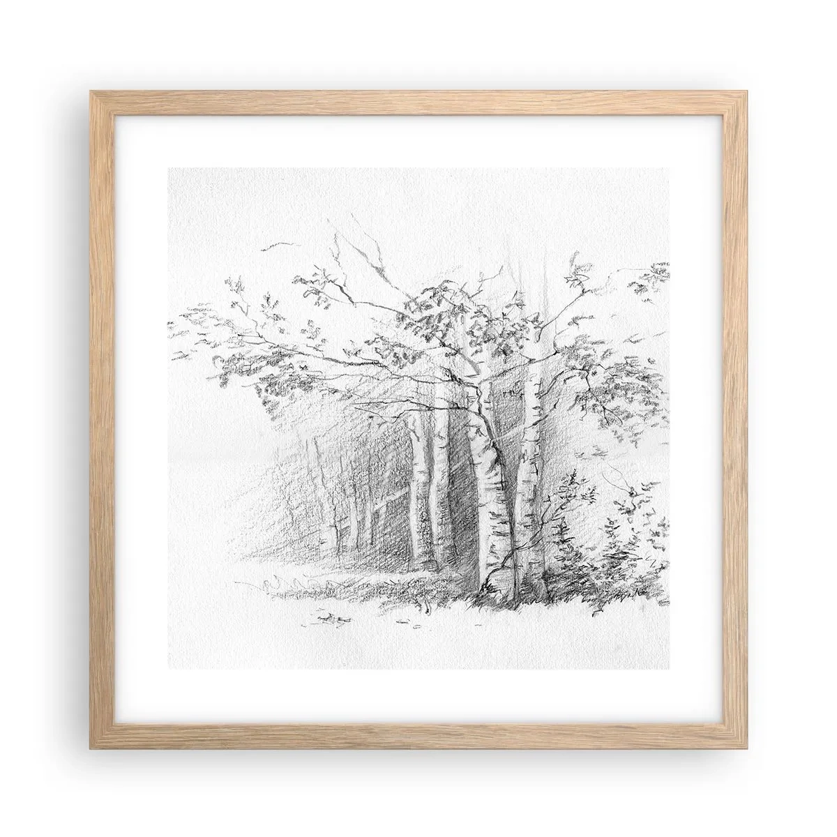Poster in cornice rovere chiaro - La luce della foresta di betulle - 40x40 cm