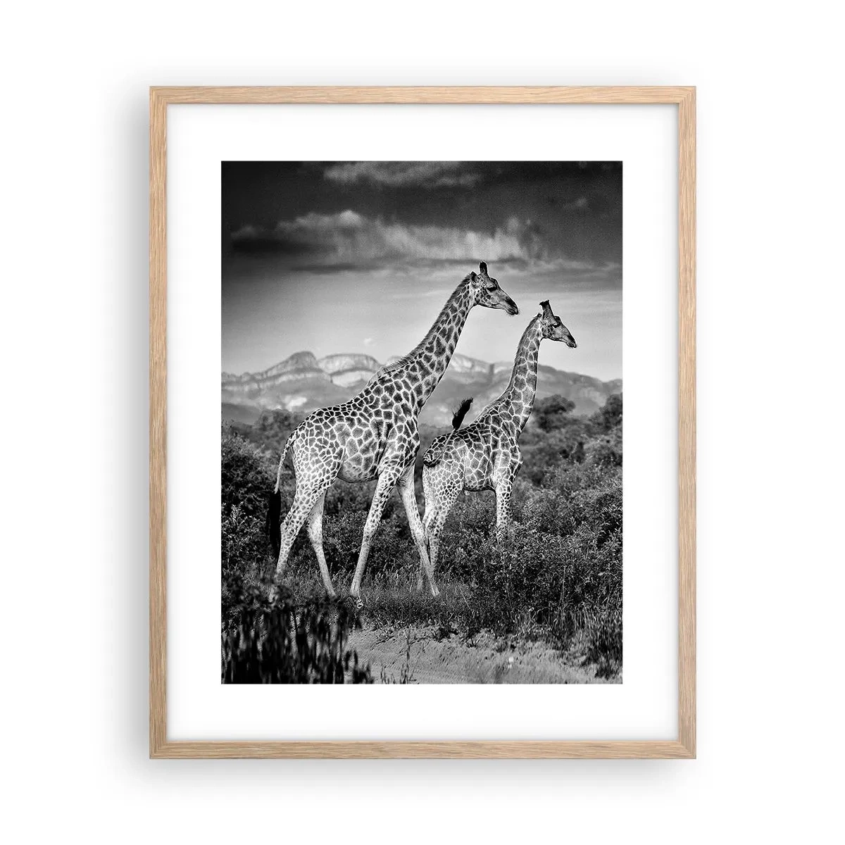 Poster in cornice rovere chiaro - Alta classe in Africa - 40x50 cm