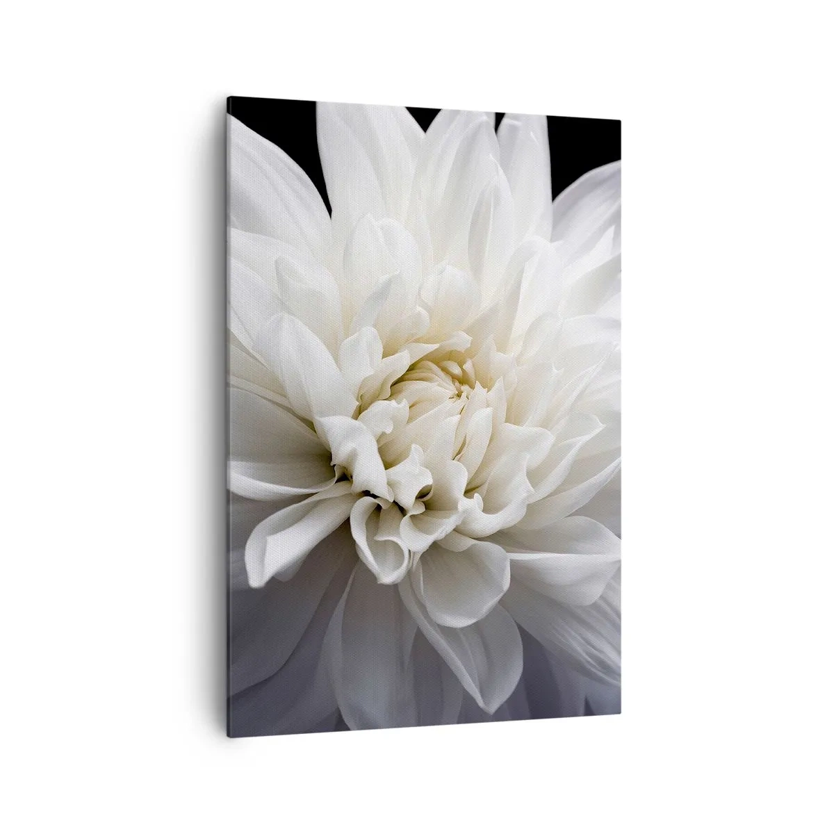 Quadro su tela - Stampe su Tela - Un delicato fiore bianco su sfondo nero in una composizione elegante - 70x100cm - Il mattino della sposa - Decorazione murale moderna per soggiorno e camera da letto ARTTOR