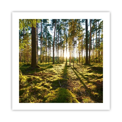 Poster - …dopo sette foreste - 50x50 cm