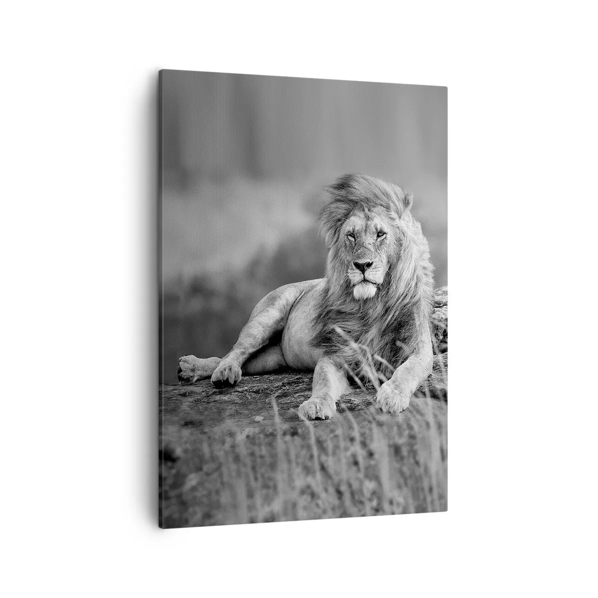 Quadro su tela - Stampe su Tela - Leone appoggiato su una roccia in stile monocromatico - 50x70cm - La siesta del re - Decorazione murale moderna per soggiorno e camera da letto ARTTOR