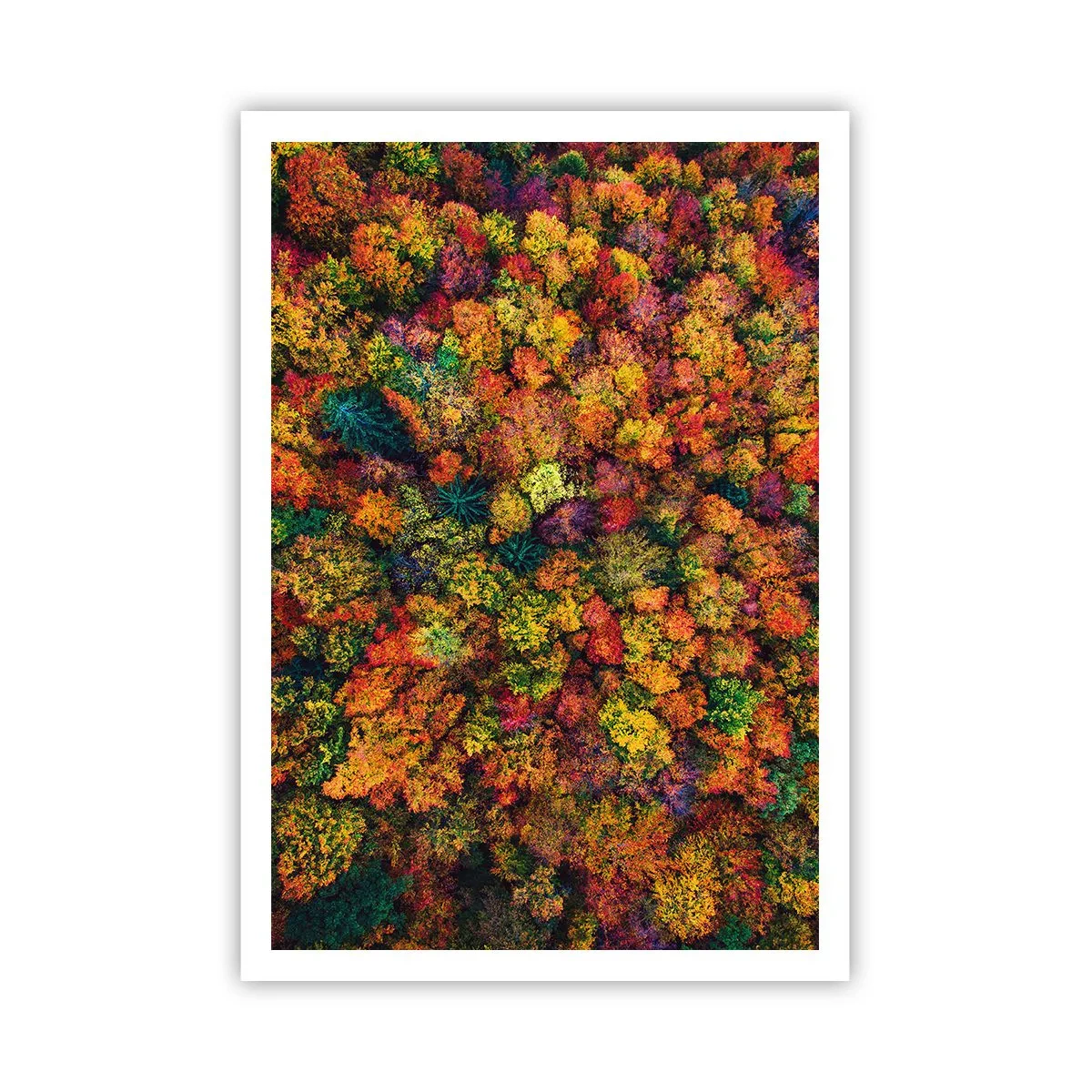 Poster - Il bouquet degli alberi d'autunno - 70x100 cm