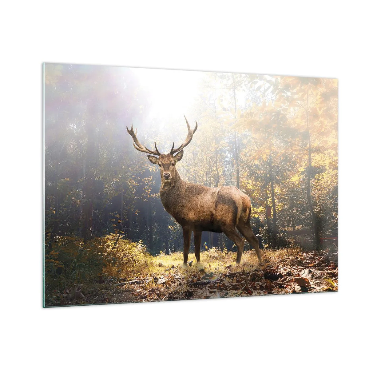 Quadro su vetro - Un maestoso cervo in una foresta autunnale illuminata dal sole - 100x70cm - Nella piena maestà - Decorazione murale moderna per soggiorno e camera da letto ARTTOR