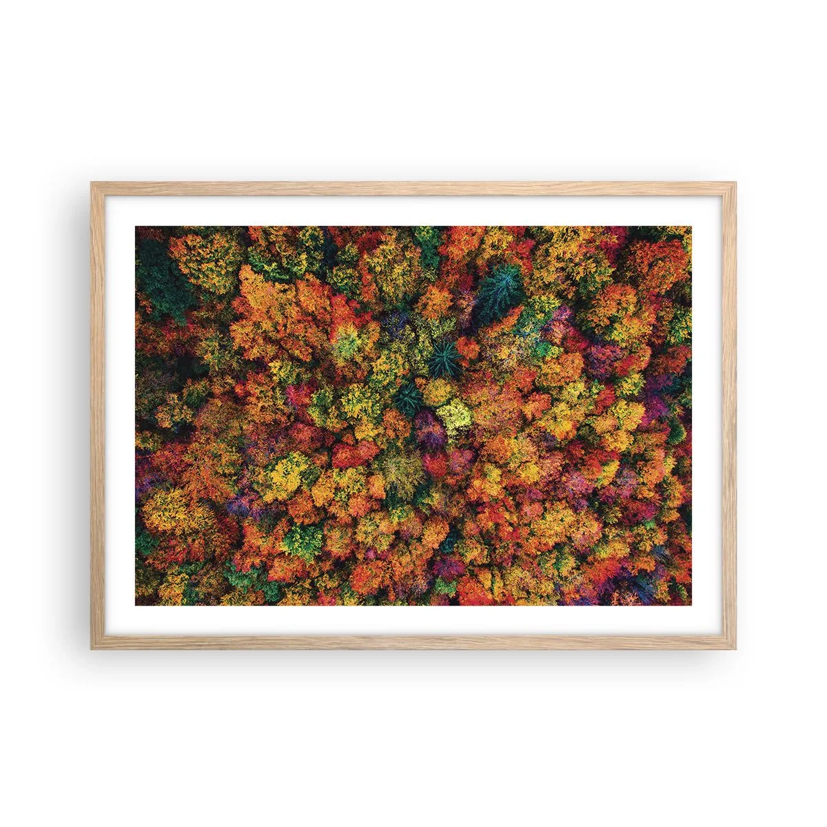 Poster in cornice rovere chiaro - Il bouquet degli alberi d'autunno - 70x50 cm