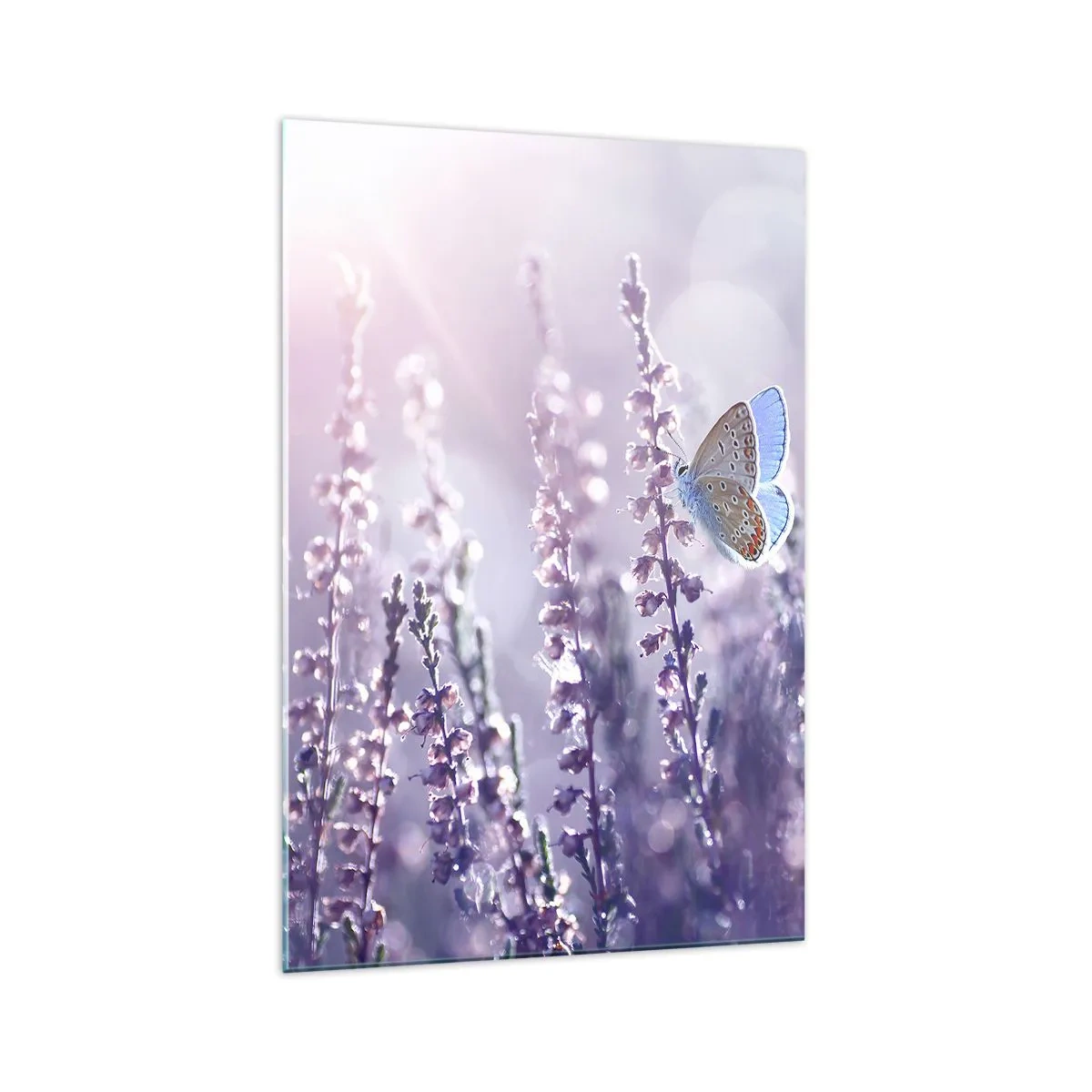 Quadro su vetro - Una farfalla sulla lavanda in fiore nella luce del mattino - 70x100cm - Il bacio della farfalla - Decorazione murale moderna per soggiorno e camera da letto ARTTOR