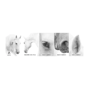 Campione Di Fotomurale Standard Eco - È amicizia? - Cavalli, Natura, Animali - 100x30 cm