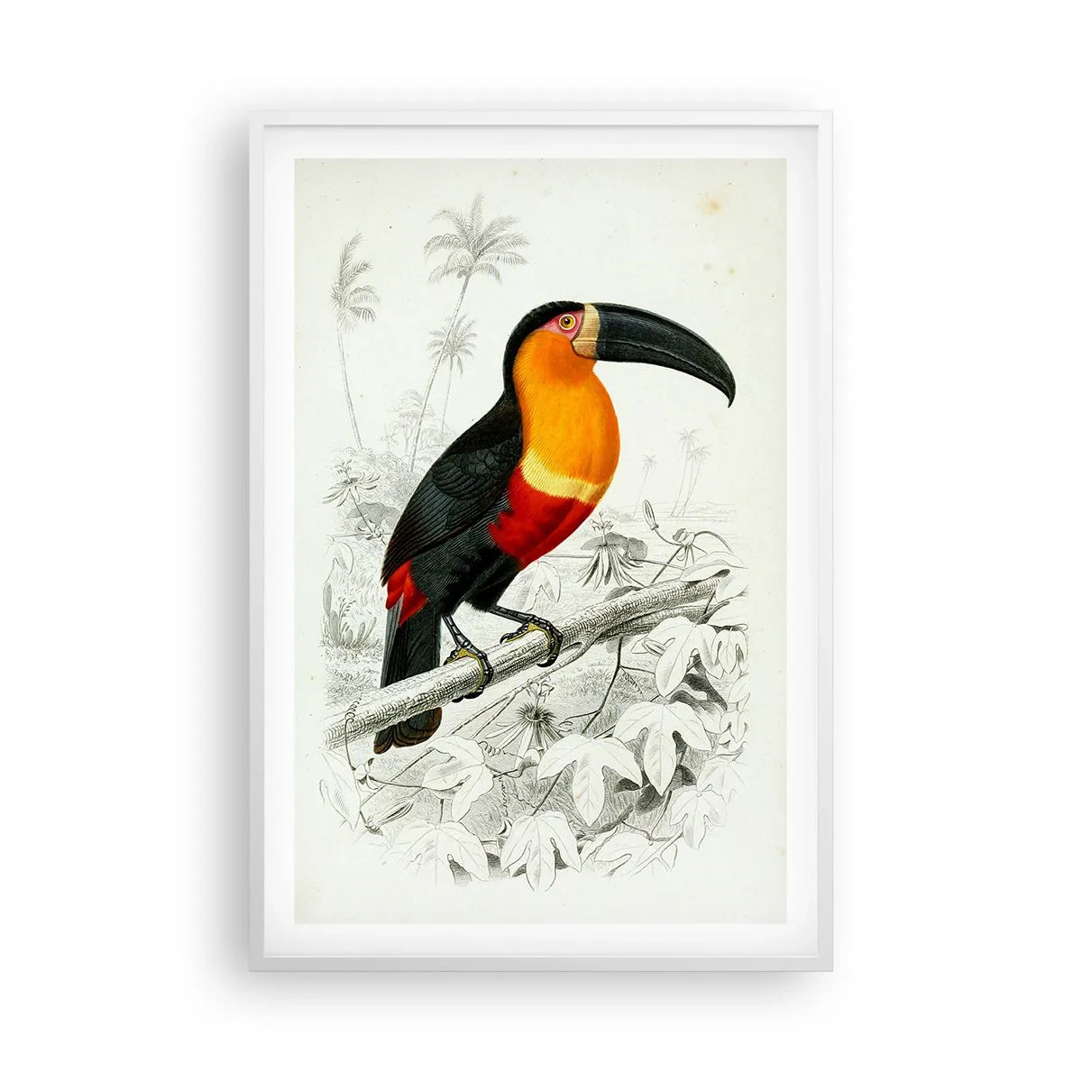 Poster in cornice bianca - Colori di uccelli - 61x91 cm