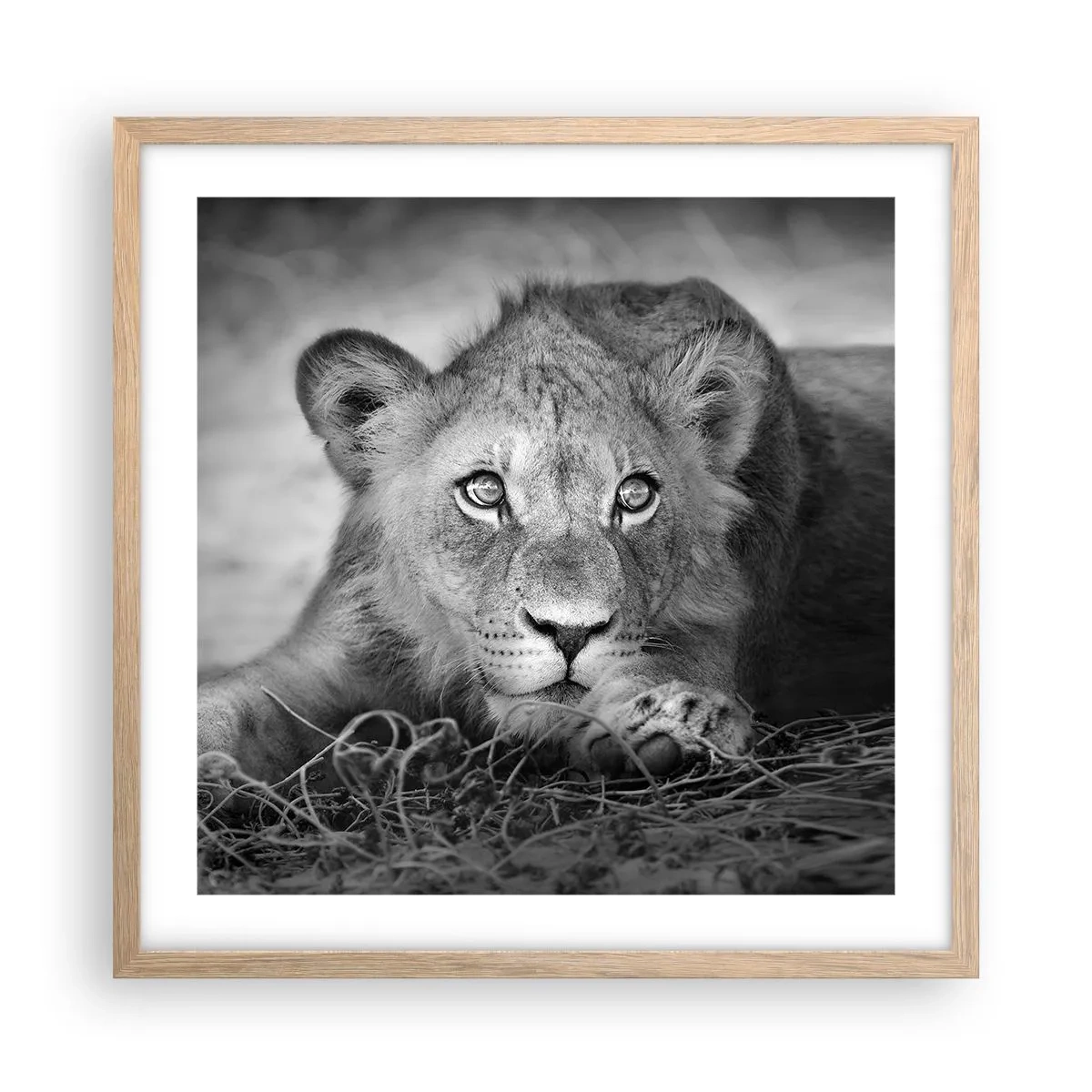 Poster in cornice rovere chiaro - Cucciolo reale - 50x50 cm