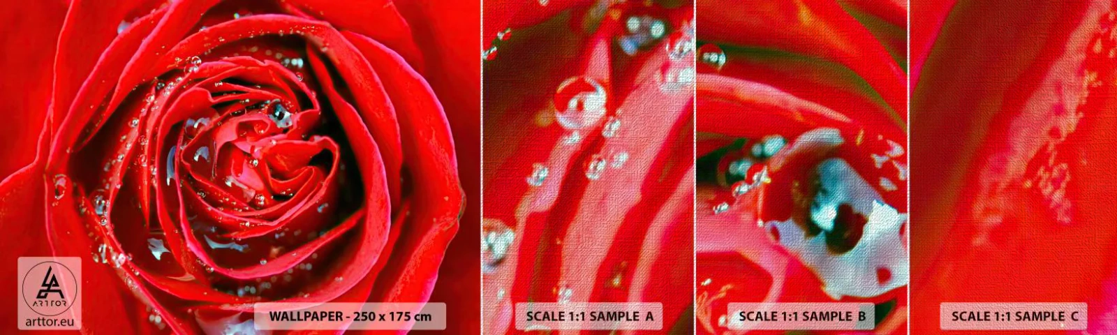 Campione di Fotomurale Premium Canvas - Nelle gocce della rugiada - Fiori, Rosa rossa, Amore - 100x30 cm