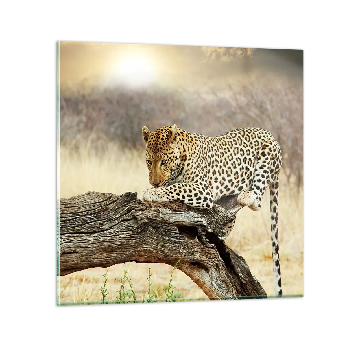 Quadro su vetro - Vado per la mia strada - 50x50 cm