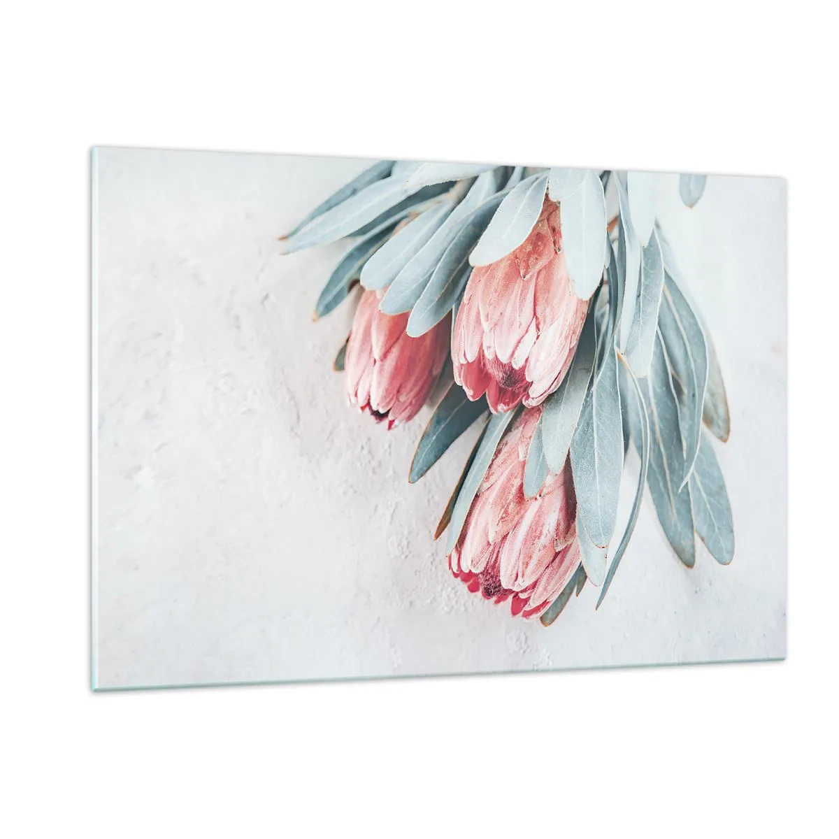 Quadro su vetro - Tre fiori di protea pastello con foglie su uno sfondo chiaro - 120x80cm - Imbarazzati per la propria bellezza - Decorazione murale moderna per soggiorno e camera da letto ARTTOR