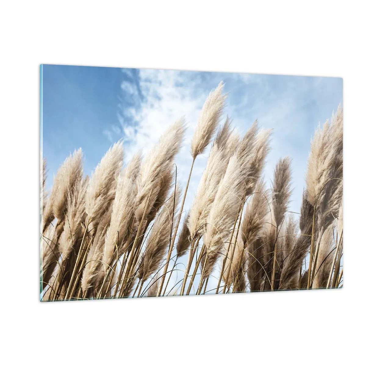 Quadro su vetro - Erbe decorative della pampa contro un cielo blu - 120x80cm - Le carezze del sole e del vento - Decorazione murale moderna per soggiorno e camera da letto ARTTOR