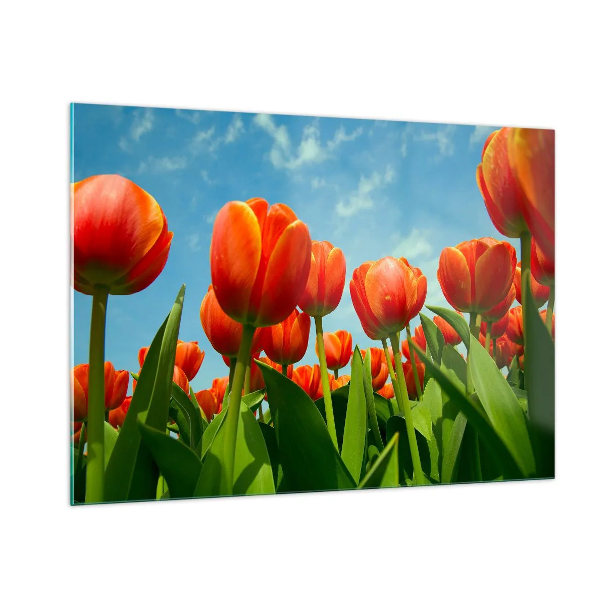 Quadro su vetro - Un campo di tulipani rossi sotto un cielo azzurro - 100x70cm - A loro non serve nulla oltre al cielo azzurro - Decorazione murale moderna per soggiorno e camera da letto ARTTOR