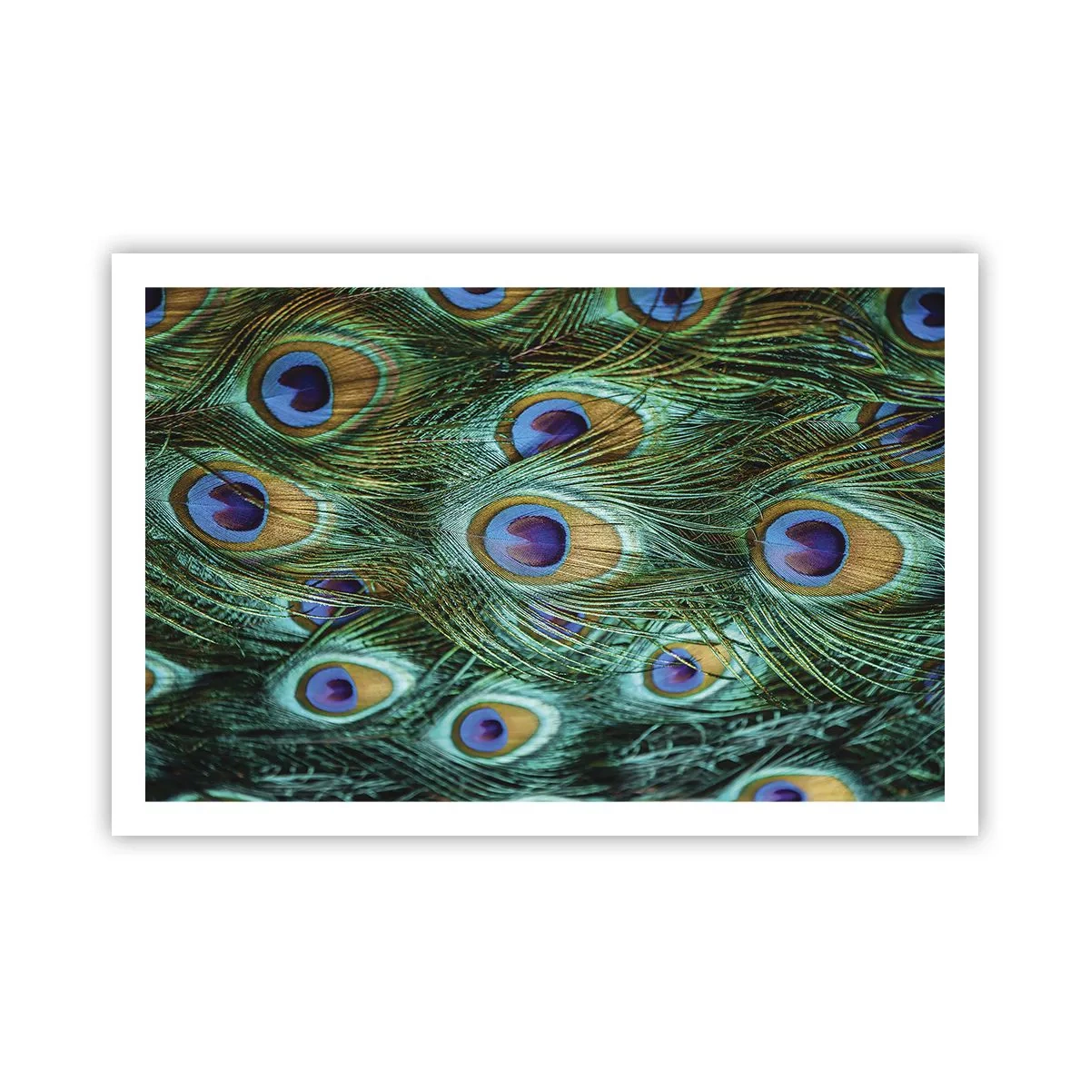 Poster - Lo sguardo del pavone - 91x61 cm