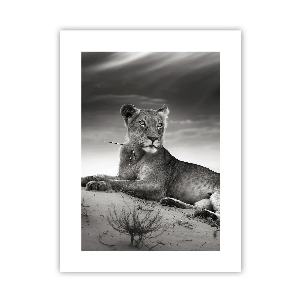 Poster - Il riposo della regina del deserto - 30x40 cm