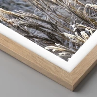 Rovere chiaro