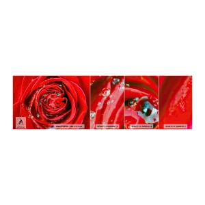 Campione di Fotomurale Premium Canvas - Nelle gocce della rugiada - Fiori, Rosa rossa, Amore - 100x30 cm