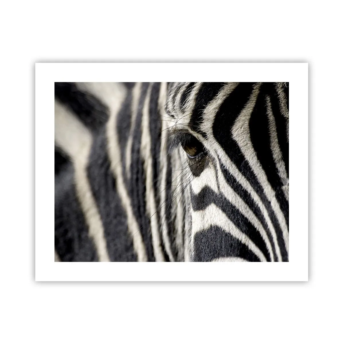 Poster - Ritratto a strisce - 50x40 cm