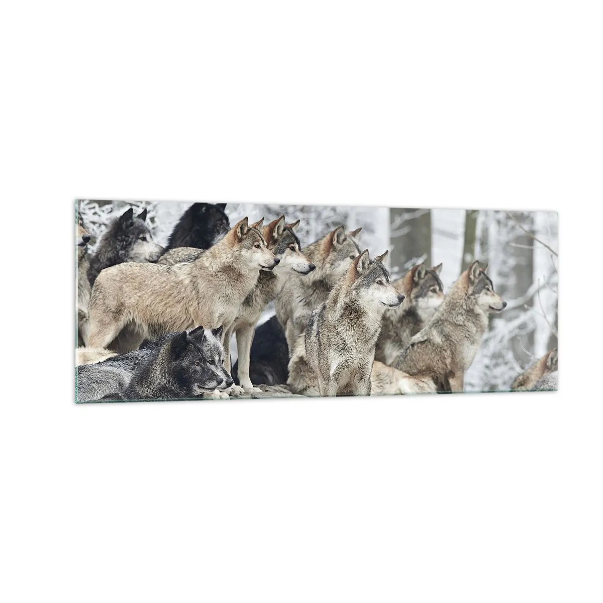 Quadro su vetro - Un branco di lupi nella foresta invernale - 140x50cm - Famiglia e amici - Decorazione murale moderna per soggiorno e camera da letto ARTTOR