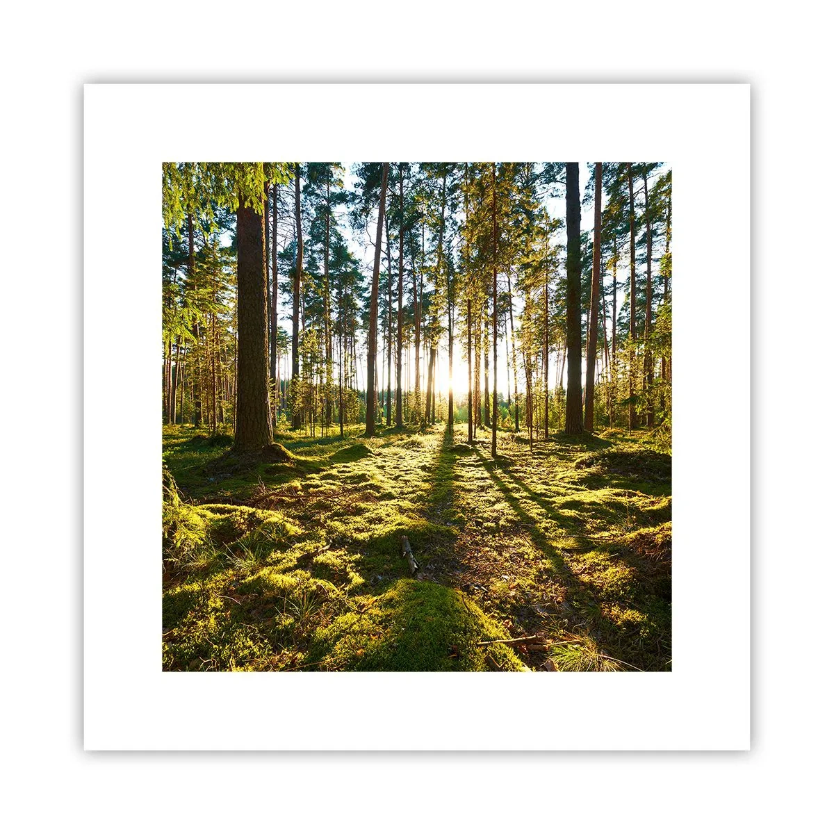 Poster - …dopo sette foreste - 30x30 cm