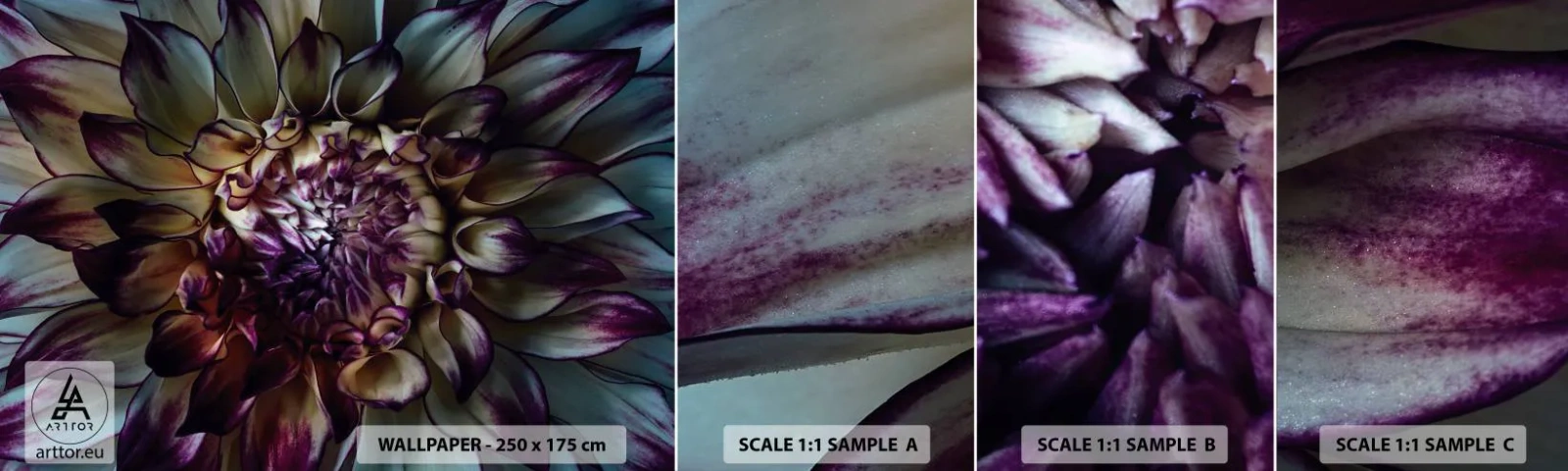 Campione Di Fotomurale Standard Eco - Il rigoglio della giovinezza - Fiori, Dalia, Fiore che sboccia - 100x30 cm