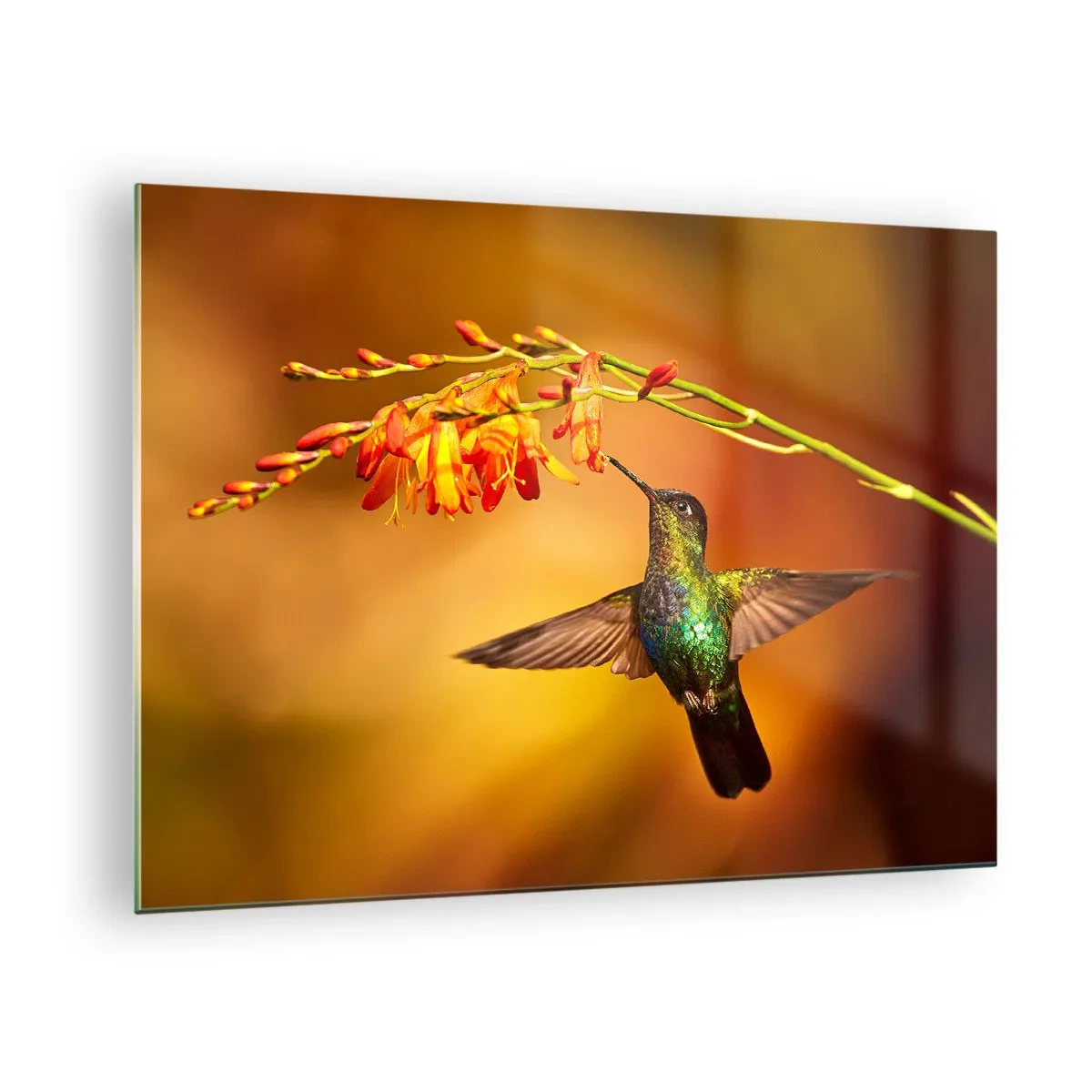 Quadro su vetro - Colibrì tra i fiori in un bagliore dorato - 70x50cm - Messaggero di luce secondo i Maya - Decorazione murale moderna per soggiorno e camera da letto ARTTOR