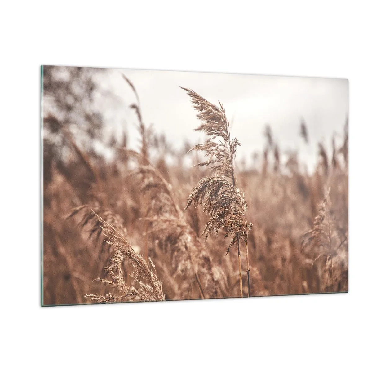 Quadro su vetro - Erbe secche nel vento nella luce autunnale della natura - 120x80cm - Nei campi è già autunno - Decorazione murale moderna per soggiorno e camera da letto ARTTOR
