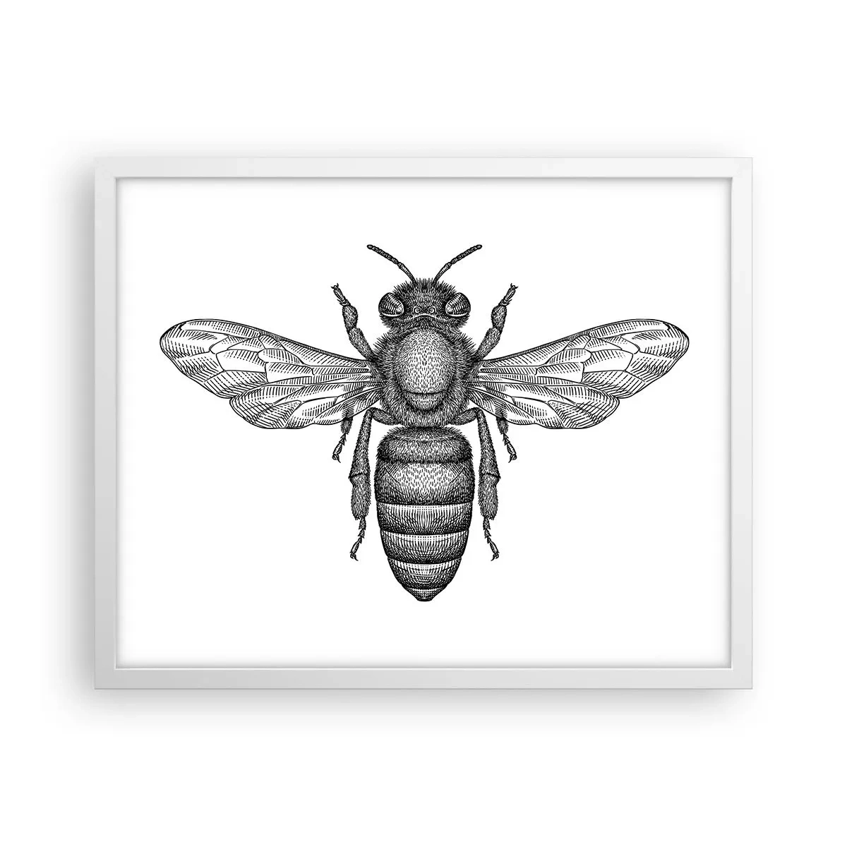 Poster in cornice bianca - Ritratto d'insetto - 50x40 cm