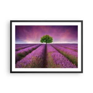 Poster in cornice nera - Un campo di lavanda con un albero solitario e un cielo viola - 70x50cm - Sui campi di lavanda - Decorazione murale moderna per soggiorno e camera da letto ARTTOR