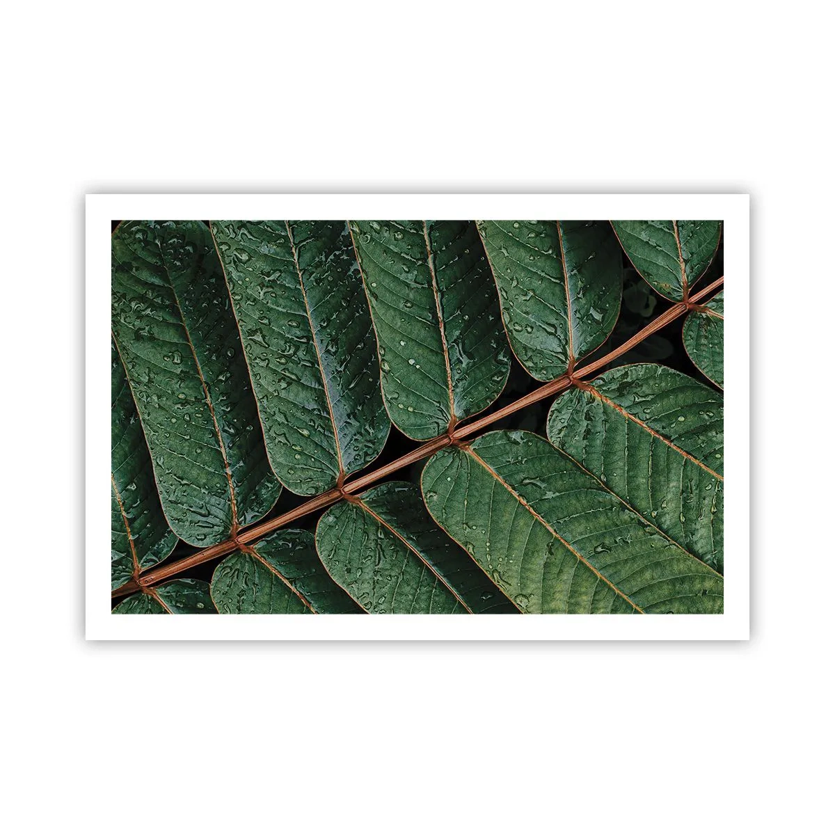 Poster - Al ritmo verde - 91x61 cm