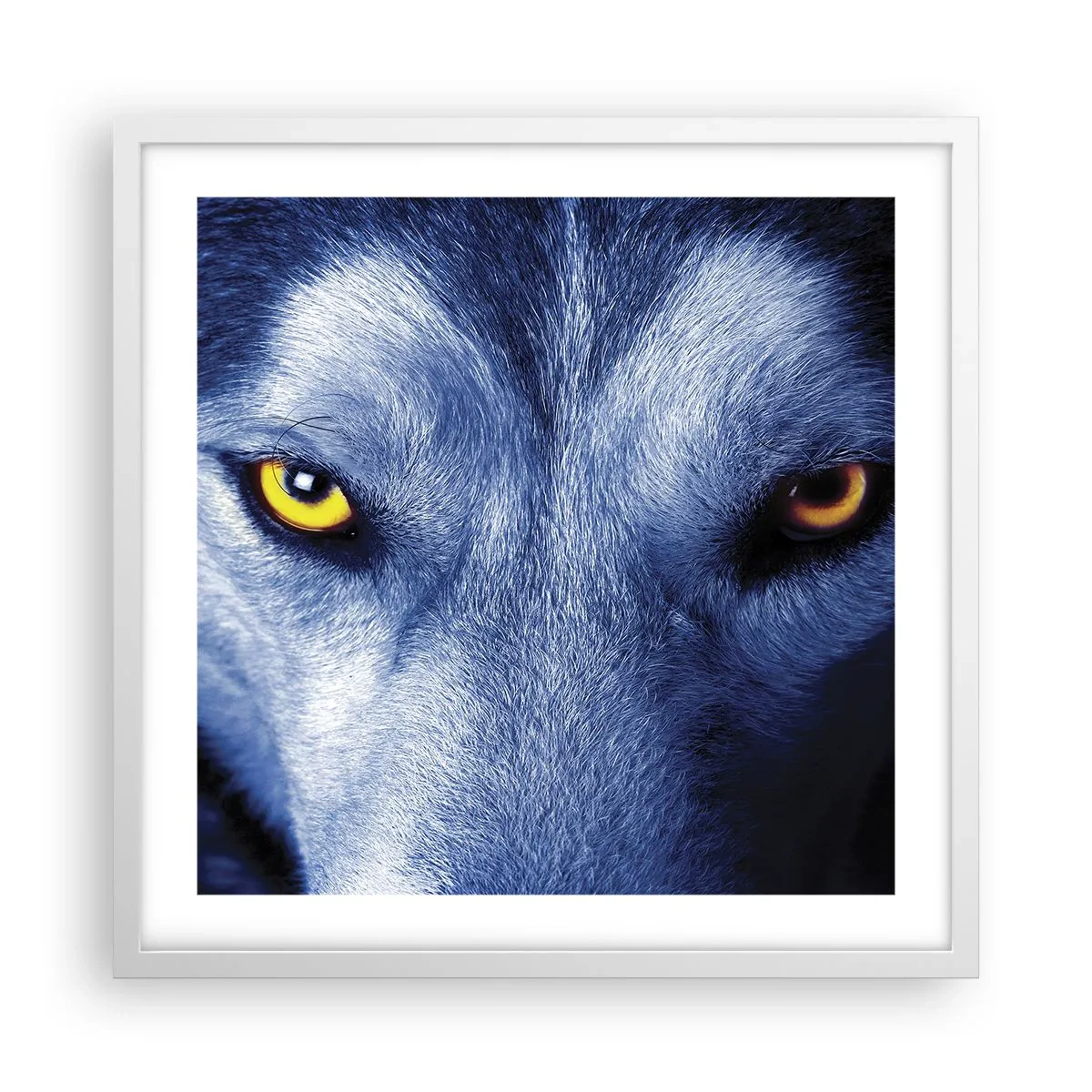 Poster in cornice bianca - Sguardo ipnotico - 50x50 cm