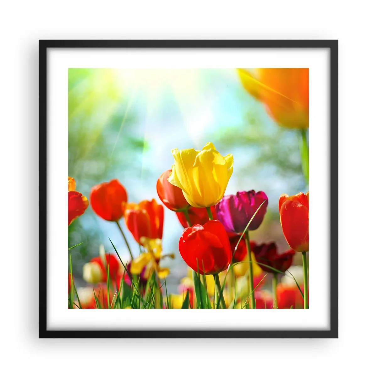 Poster in cornice nera - Tutti i colori del sole - 50x50 cm