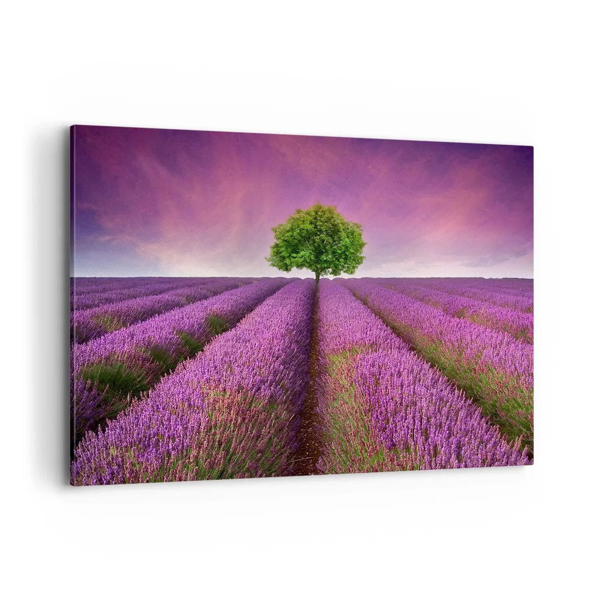 Quadro su tela - Stampe su Tela - Un campo di lavanda con un albero solitario e un cielo viola - 120x80cm - Sui campi di lavanda - Decorazione murale moderna per soggiorno e camera da letto ARTTOR