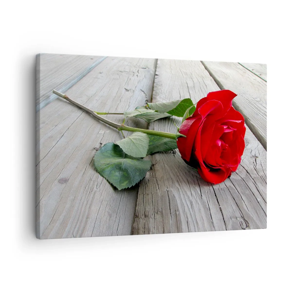 Quadro su tela - Stampe su Tela - Rosa rossa su uno sfondo di legno - 70x50cm - Studio in scarlatto - Decorazione murale moderna per soggiorno e camera da letto ARTTOR