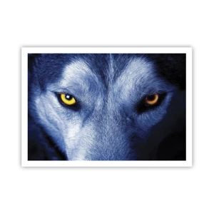 Poster - Primo piano dello sguardo intenso di un lupo su uno sfondo scuro - 100x70cm - Sguardo ipnotico - Decorazione murale moderna per soggiorno e camera da letto ARTTOR