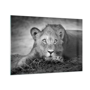 Quadro su vetro - Un cucciolo di leone in bianco e nero che fissa la telecamera - 100x70cm - Cucciolo reale - Decorazione murale moderna per soggiorno e camera da letto ARTTOR