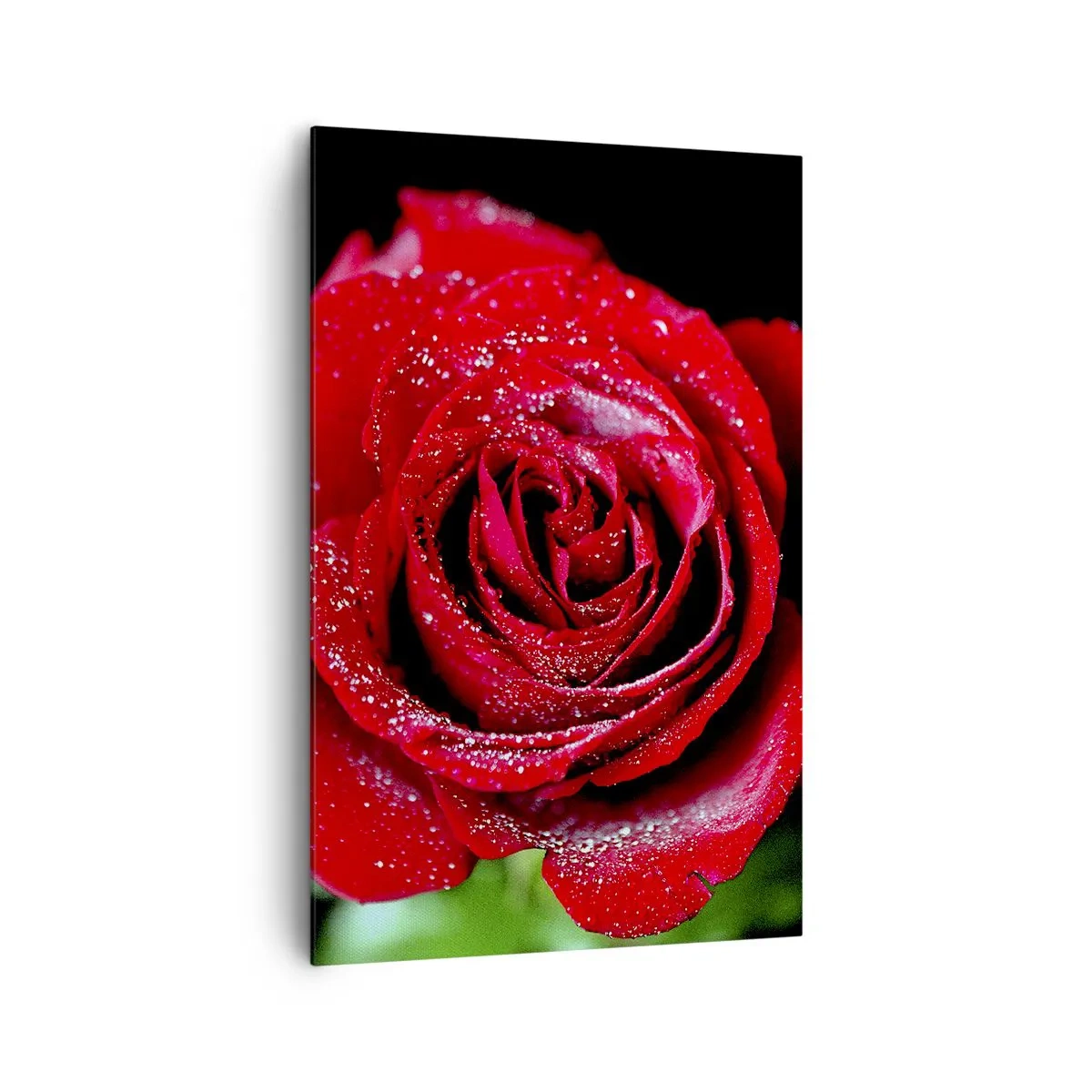 Quadro su tela - Stampe su Tela - Una rosa rossa ricoperta di gocce di rugiada su uno sfondo nero. - 80x120cm - Ecco l'amore - Decorazione murale moderna per soggiorno e camera da letto ARTTOR