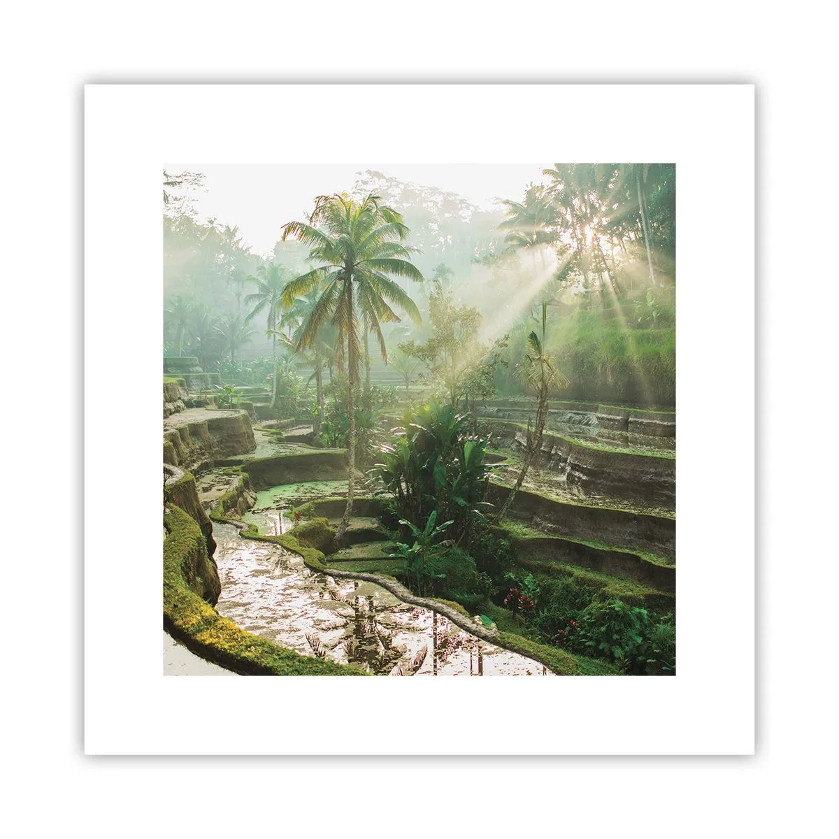 Poster - Crescere al sole - 30x30 cm