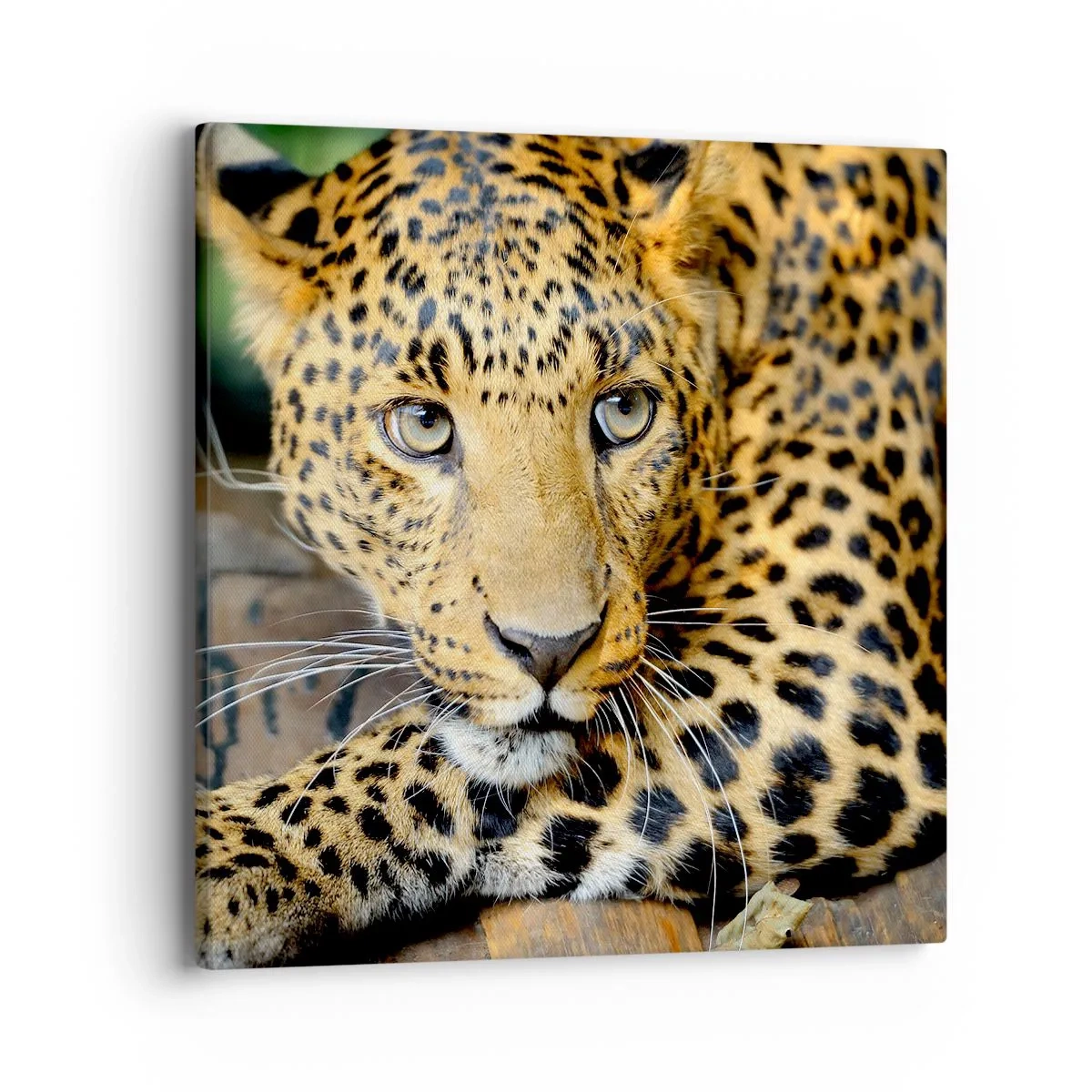 Quadro su tela - Stampe su Tela - Non temere, avvicinati - 40x40 cm